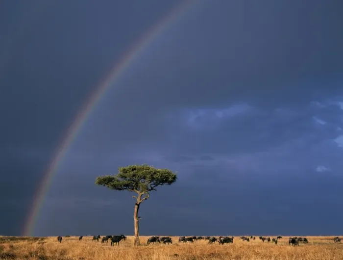 Framed Print : A rainbow in Masai Mara with white-bearded gnus Framed Print : A rainbow in Masai Mara with white-bearded gnus