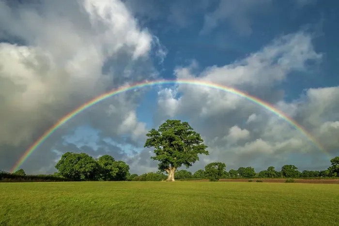 Framed Print : Rainbow over Oak Tree, Dorset, England Framed Print : Rainbow over Oak Tree, Dorset, England