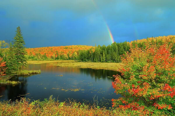 Rainbow over wetland in autumn near Oxtongue Lake, Ontario, Canada