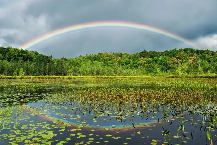 Framed Print : Rainbow over wetland on Horseshoe Lake near Parry Sound, Ontario, Canada Framed Print : Rainbow over wetland on Horseshoe Lake near Parry Sound, Ontario, Canada