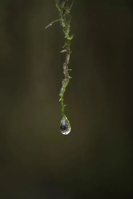 Framed Print : Raindrop on moss, Vancouver Island, British Columbia, Canadadroplet