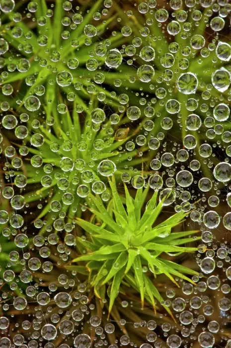 Framed Print : Raindrops on grass spider web with haircap moss, Lively, Ontario, Canada Framed Print : Raindrops on grass spider web with haircap moss, Lively, Ontario, Canada