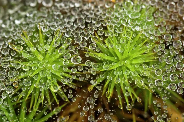 Framed Print : Raindrops on grass spider web with haircap moss, Lively, Ontario, Canada Framed Print : Raindrops on grass spider web with haircap moss, Lively, Ontario, Canada