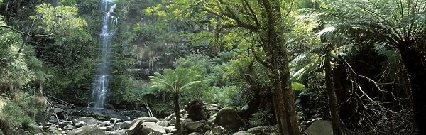 Rainforest, South Australia, Australia