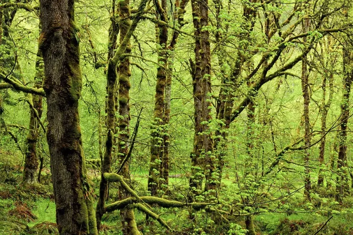 Framed Print : Rainforest with bigleaf maple and epiphytic mosses, Olympic NP, Elwha Unit, Washington, USA Framed Print : Rainforest with bigleaf maple and epiphytic mosses, Olympic NP, Elwha Unit, Washington, USA
