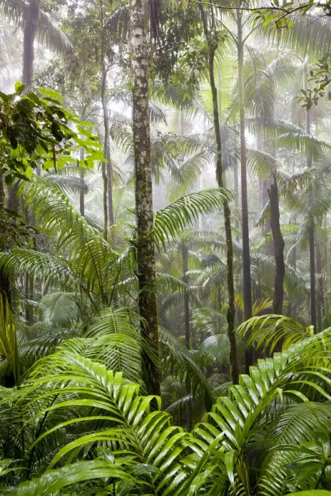 Framed Print : Rainforest, Eungella National Park, nr Mackay, Australia Framed Print : Rainforest, Eungella National Park, nr Mackay, Australia