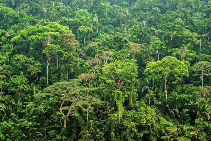 Framed Print : Rainforest in the foothills of the Andes Mountains near Chazuta, Peru Framed Print : Rainforest in the foothills of the Andes Mountains near Chazuta, Peru