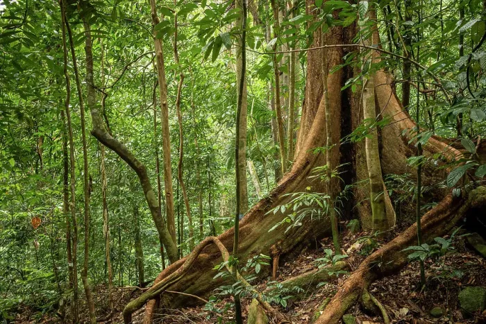 Framed Print : Rainforest, Santubong, Sarawak, Borneo, Malaysia, Asia Framed Print : Rainforest, Santubong, Sarawak, Borneo, Malaysia, Asia