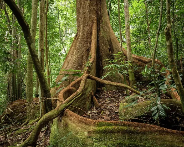 Framed Print : Rainforest, Santubong, Sarawak, Borneo, Malaysia, Asia Framed Print : Rainforest, Santubong, Sarawak, Borneo, Malaysia, Asia