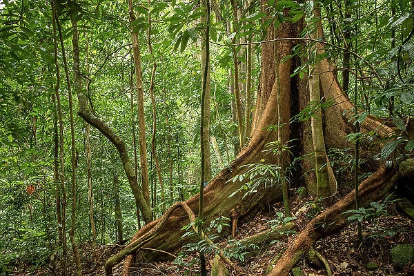 Rainforest, Santubong, Sarawak, Borneo, Malaysia, Asia