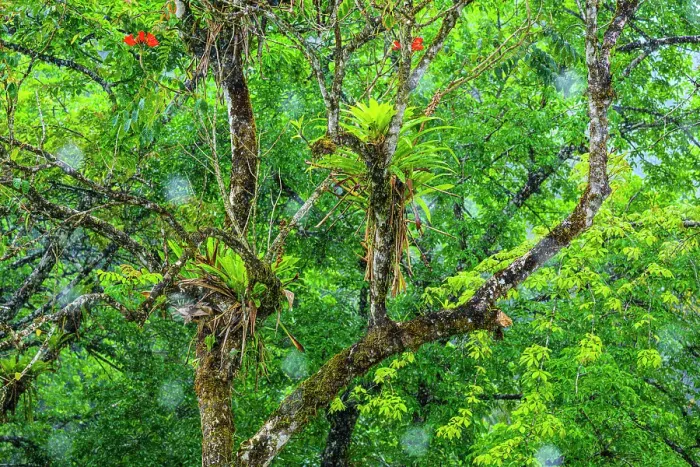 Framed Print : Rainforest trees Framed Print : Rainforest trees