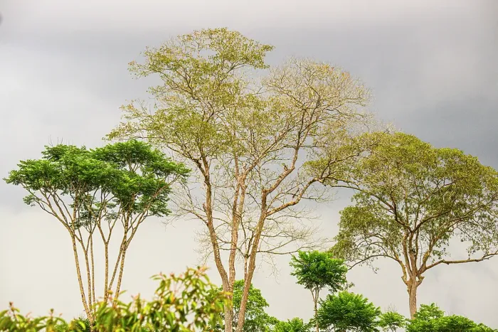 Framed Print : Rainforest trees Framed Print : Rainforest trees