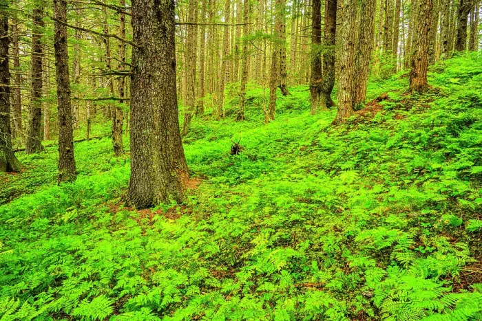 Framed Print : Rainforest understory, Haines- Chilkat state recreation site, Alaska, USA