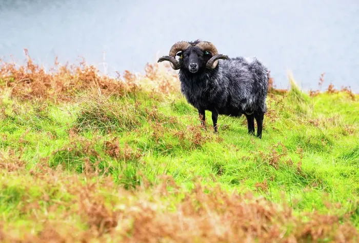 Framed Print : A ram on the Isle of Scalpay, Outer Hebrides, Scotland Framed Print : A ram on the Isle of Scalpay, Outer Hebrides, Scotland