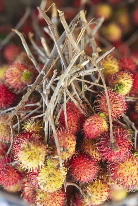 Framed Print : Rambutan at market, Kampong Cham, Cambodia Framed Print : Rambutan at market, Kampong Cham, Cambodia