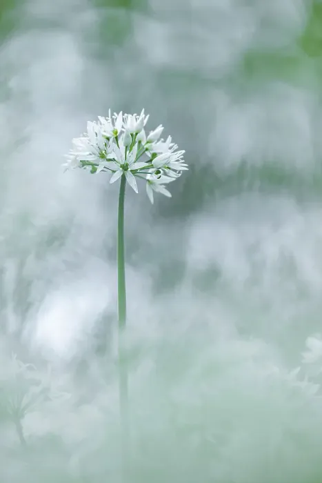 Framed Print : Ramsons (Allium ursinum) in bloom in broadleaved woodland near Milton Abbas, Dorset, England, UK Framed Print : Ramsons (Allium ursinum) in bloom in broadleaved woodland near Milton Abbas, Dorset, England, UK