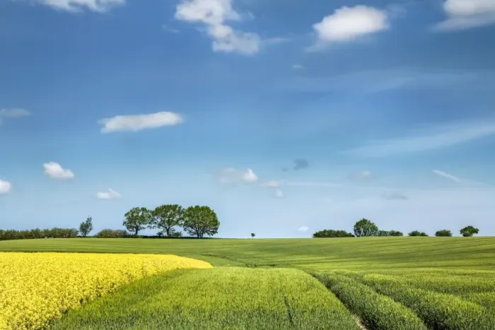 Framed Print : Rape field, Baltic coast, Schleswig-Holstein, Germany Framed Print : Rape field, Baltic coast, Schleswig-Holstein, Germany