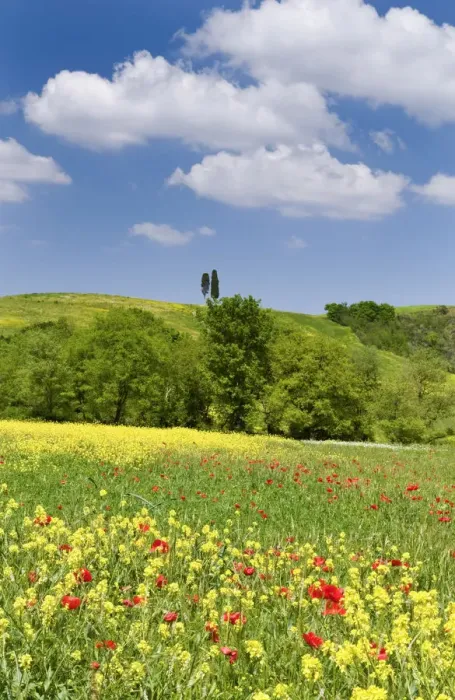 Framed Print : Rape field and poppies in Orcia Valley, Tuscany, Italy