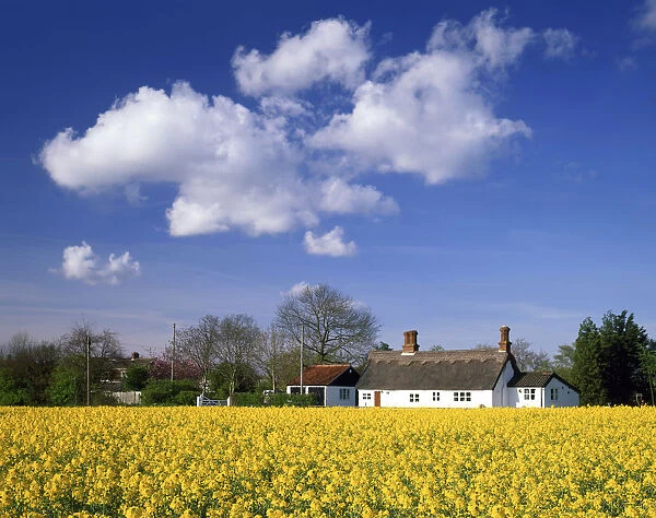 Rape Field & Thatched Cottage, Ketteringham, Norfolk, England