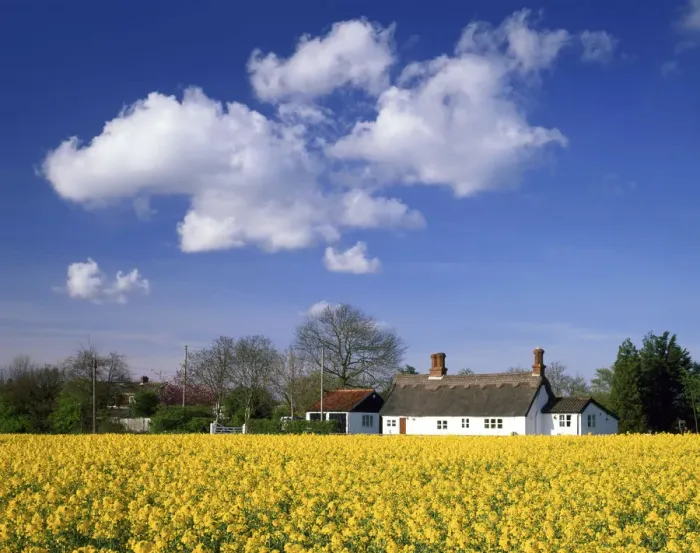 Framed Print : Rape Field & Thatched Cottage, Ketteringham, Norfolk, England