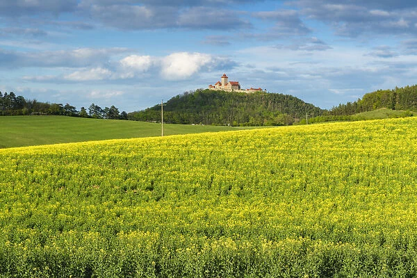 Rape field with Veste Wachsenburg castle in the background, Thuringian Burgenland, one of the Drei Gleichen, Ilm-Kreis, Thuringia, Germany