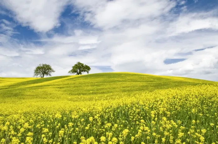 Framed Print : Rape Fields in Orcia Valley, Tuscany, Italy Framed Print : Rape Fields in Orcia Valley, Tuscany, Italy