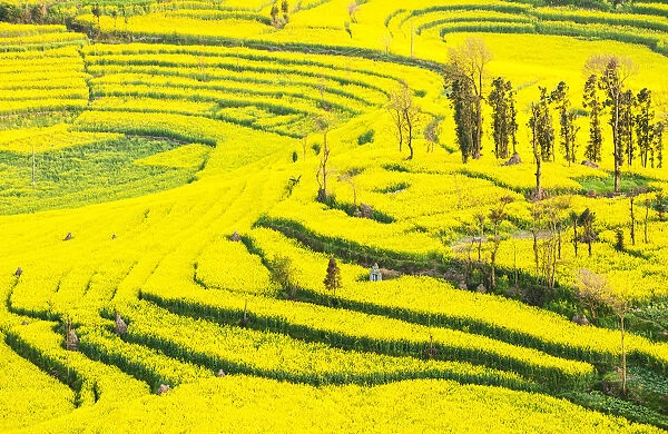 Rapeseed farms in Niujie, known as 'snail farms' due to their snail shell like terracing, Luoping, Yunnan, China