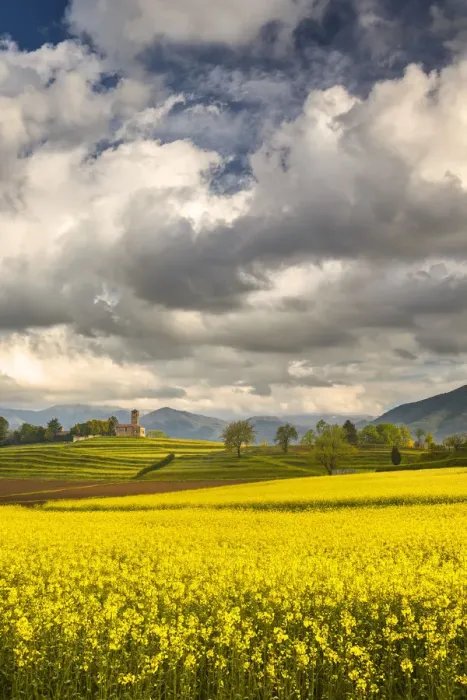 Framed Print : Rapeseed fields (Brassica Napus), San Martino church, Garbagnate Monastero Framed Print : Rapeseed fields (Brassica Napus), San Martino church, Garbagnate Monastero
