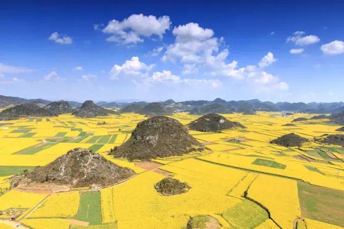 Framed Print : Rapeseed flowers of Luoping in Yunnan China Framed Print : Rapeseed flowers of Luoping in Yunnan China