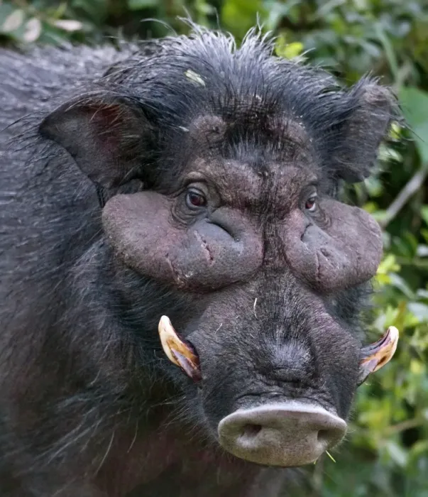Framed Print : A rarely seen Giant Hog in the Salient of the Aberdare National Park. Kenya Framed Print : A rarely seen Giant Hog in the Salient of the Aberdare National Park. Kenya