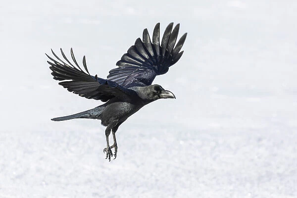 Raven (Corvus corax) in flight over snow, Hokkaido, Japan
