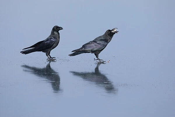 Raven (Corvus corax), pair standing on sea ice feeding on discarded fish, Hokkaido, Japan