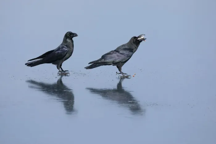 Framed Print : Raven (Corvus corax), pair standing on sea ice feeding on discarded fish, Hokkaido, Japan Framed Print : Raven (Corvus corax), pair standing on sea ice feeding on discarded fish, Hokkaido, Japan