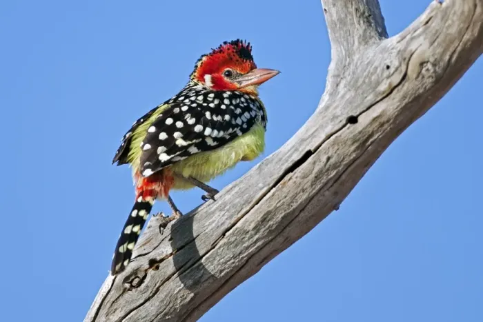 Framed Print : A Red-and-Yellow Barbet in Tsavo East National Park