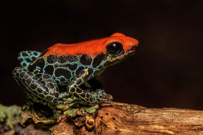 Framed Print : Red-backed Poison Frog (Ranitomeya reticulata) - captive bred