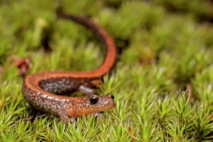 Framed Print : Red-backed Salamander (Plethodon cinereus) on hair-cap moss in Muskoka near Muskoka, Ontario, Canada Framed Print : Red-backed Salamander (Plethodon cinereus) on hair-cap moss in Muskoka near Muskoka, Ontario, Canada
