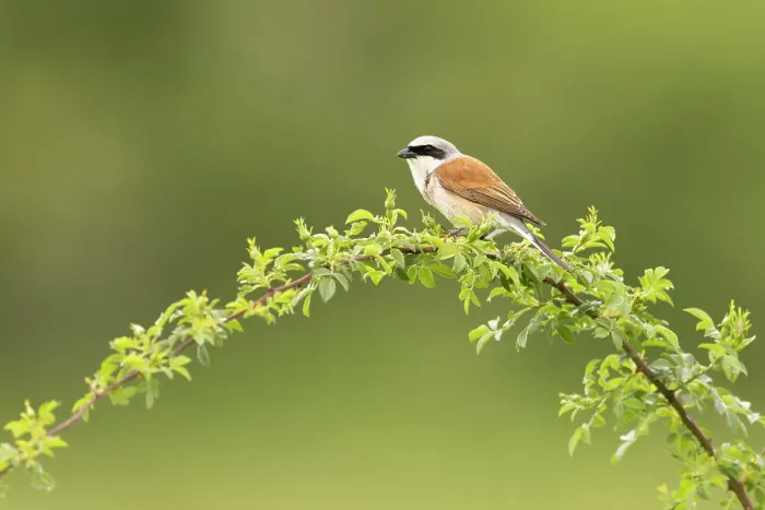 Framed Print : Red-backed Shrike (Lanius collurio), single adult perched, near Bratsigovo, Bulgaria Framed Print : Red-backed Shrike (Lanius collurio), single adult perched, near Bratsigovo, Bulgaria