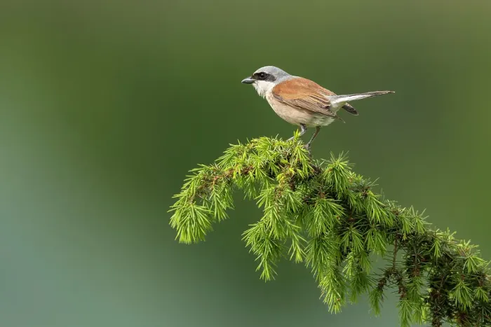 Framed Print : Red-backed Shrike (Lanius collurio), single adult perched, near Bratsigovo, Bulgaria Framed Print : Red-backed Shrike (Lanius collurio), single adult perched, near Bratsigovo, Bulgaria