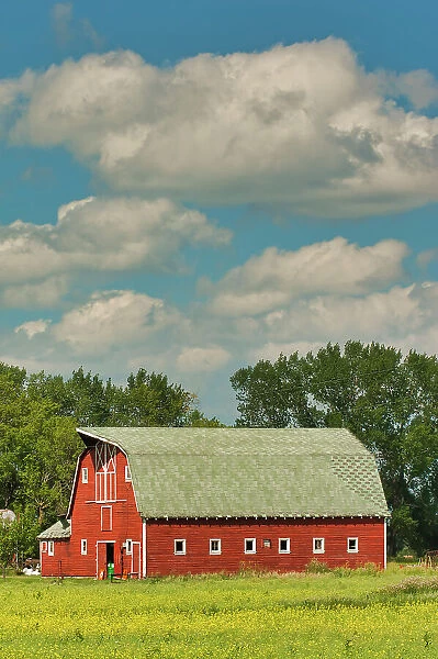 Red barn and canola crop Beausejour, Manitoba, Canada