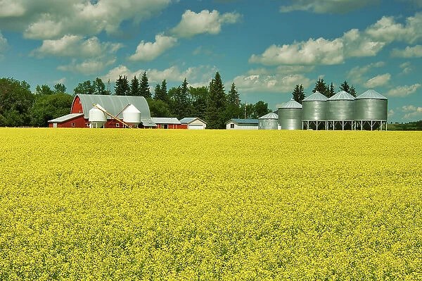 Red barn and canola crop Somerset, Manitoba, Canada