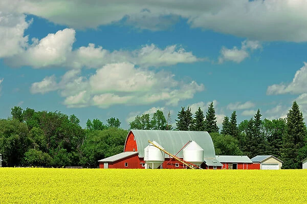 red barn and canola Somerset, Manitoba, Canada
