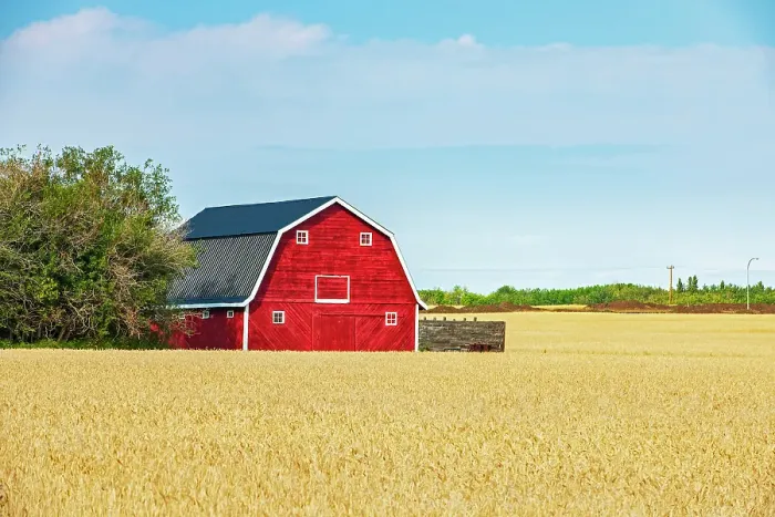 Framed Print : Red barn and grain crop, Fairview, Alberta, Canada