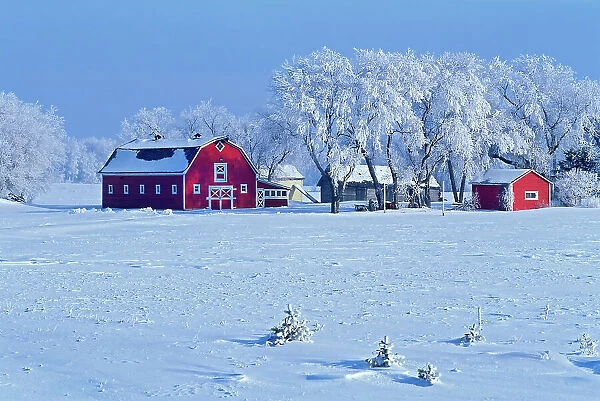 Red barn and hoarfrost Oakbank, Manitoba, Canada