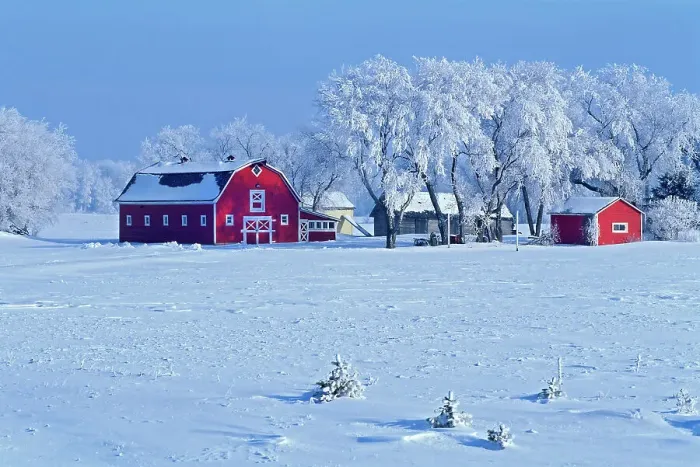 Framed Print : Red barn and hoarfrost Oakbank, Manitoba, Canada Framed Print : Red barn and hoarfrost Oakbank, Manitoba, Canada
