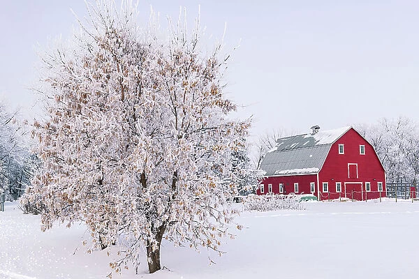 Red barn with rime ice (frost). Asn trees with seed heads on left. Grande Pointe, Manitoba, Canada