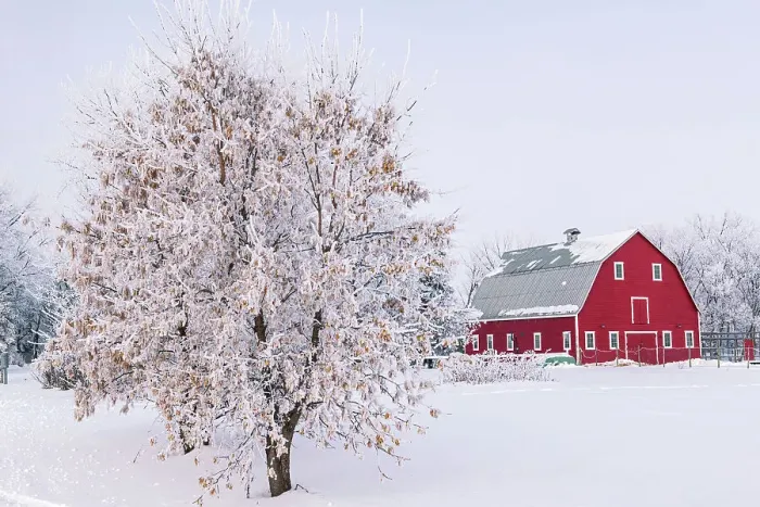 Framed Print : Red barn with rime ice (frost). Asn trees with seed heads on left. Grande Pointe, Manitoba, Canada Framed Print : Red barn with rime ice (frost). Asn trees with seed heads on left. Grande Pointe, Manitoba, Canada