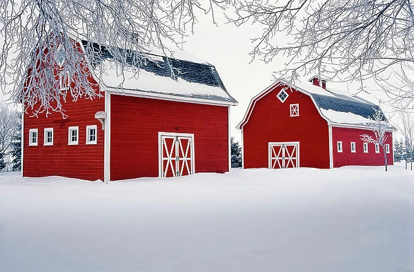 Two red barns and hoarfrost near Oakbank, Manitoba, Canada