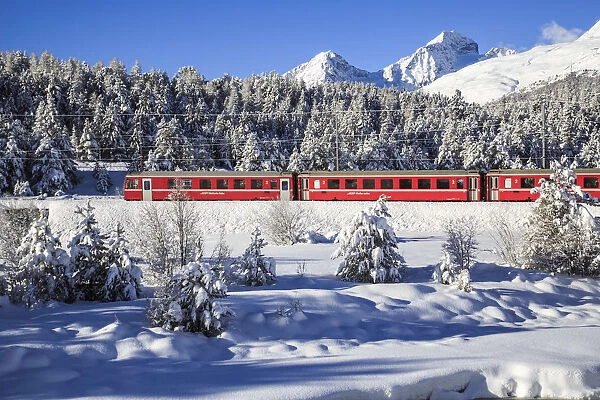 The Red Bernina train in winter in the snowy landscape of Engadine. Switzerland