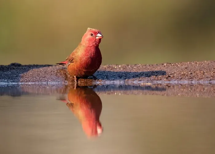 Framed Print : Red billed fire finch, Zimanga Private Game Reserve, Natal, South Africa Framed Print : Red billed fire finch, Zimanga Private Game Reserve, Natal, South Africa