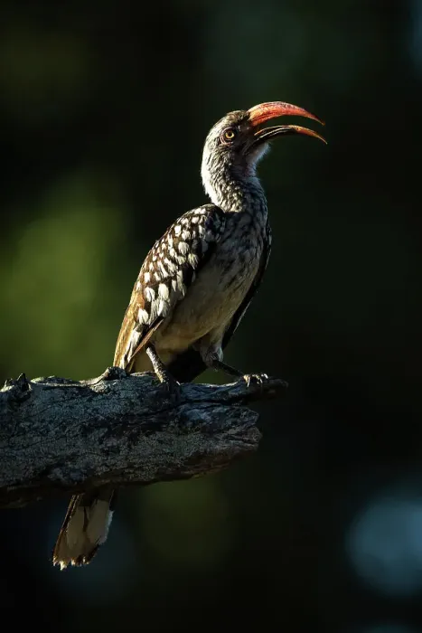 Framed Print : Red Billed hornbill, Okavango Delta, Botswana Framed Print : Red Billed hornbill, Okavango Delta, Botswana